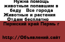 Нужна помощь животным попавшим в беду - Все города Животные и растения » Отдам бесплатно   . Пермский край,Пермь г.